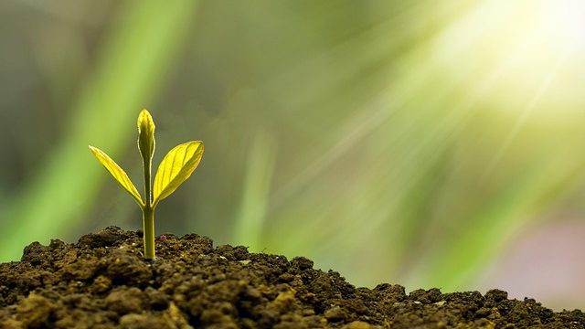 [화장품] 성장인자 Growth Factor (EGF, FGF-2) 올레오좀