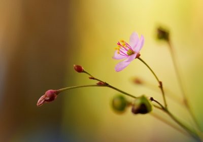 [화장품원료] 식물성 비건 PDRN (Plant Vegan PDRN)