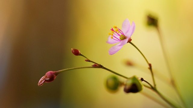 [화장품원료] 식물성 비건 PDRN (Plant Vegan PDRN)